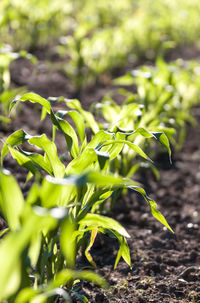 Close-up of fresh green plant