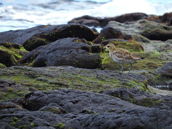 Close-up of bird perching on rock