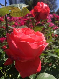 Close-up of red rose