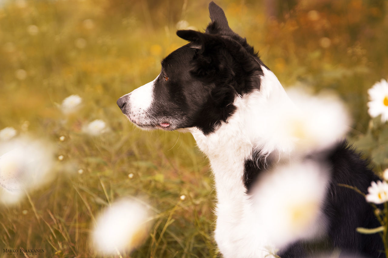 CLOSE-UP OF DOG LOOKING AWAY