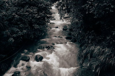 Stream amidst trees in forest