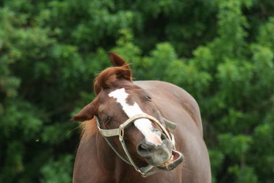 Close-up of horse standing in farm