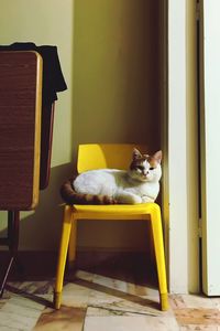 Cat sitting in yellow room