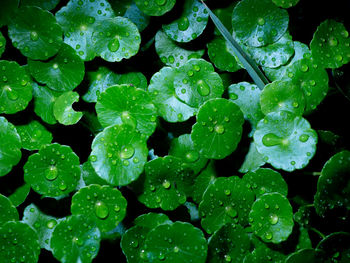 Close-up of water drops on leaves