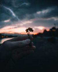 Close-up of hand holding red flowering plant against sky during sunset