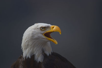 Close-up of eagle against black background