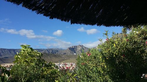 Plants growing on land against sky