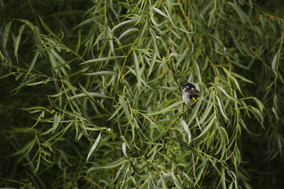 Close-up of insect on plant