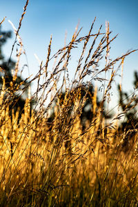 Close-up of plants on field