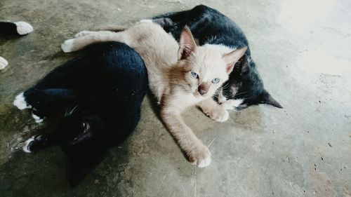 Cat resting on floor