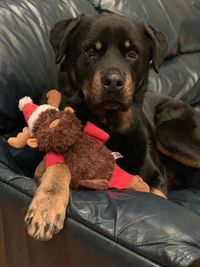 Dog relaxing on bed at home