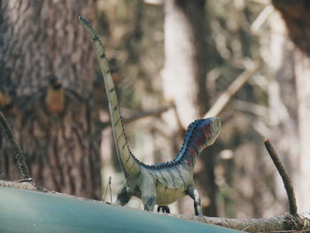 Close-up of lizard on tree trunk