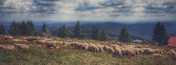 View of sheep on field against sky