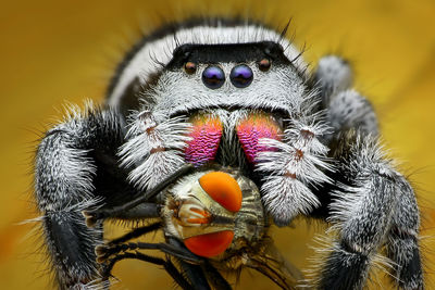 Close-up of spider