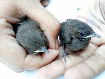 Close-up of a hand holding a bird