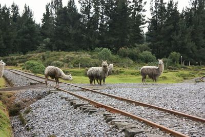 Llamas crossing railroad tracks against trees