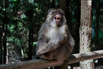 Close-up of monkey on tree trunk