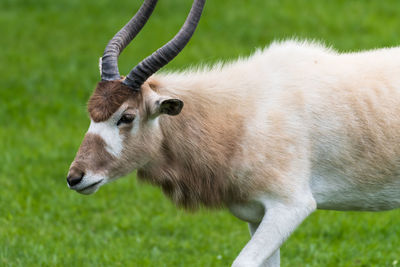 Close-up of goat on field