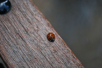 Close-up of ladybug on wood