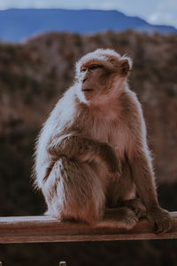 Monkey sitting on wood