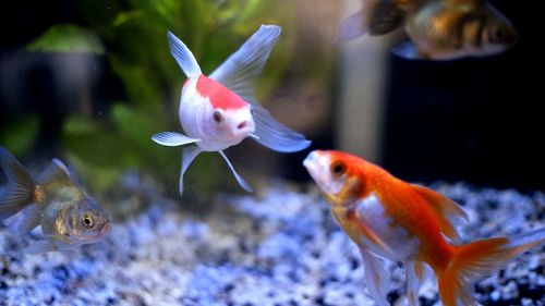 Close-up of fish swimming in sea