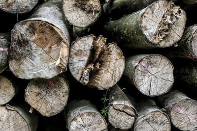 Full frame shot of logs in forest