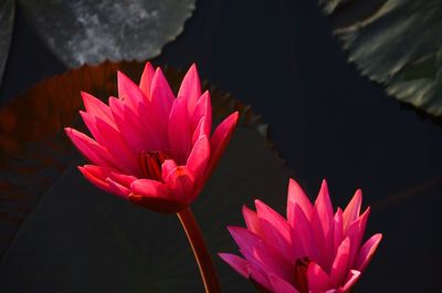 Close-up of pink lotus water lily