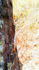 Close-up of tree trunk in forest