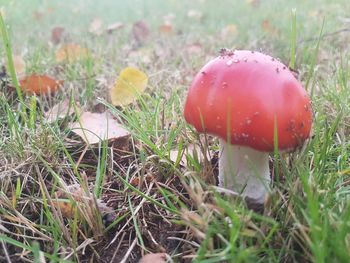 Close-up of mushroom growing on field