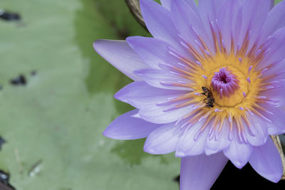 Close-up of bee pollinating on purple flower