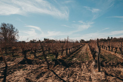 Autumn vineyards shot
