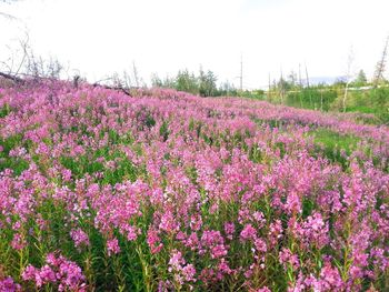 Pink flowering plants on field against sky
