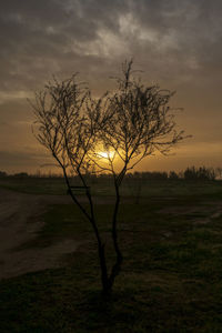 Silhouette bare tree on field against sky at sunset