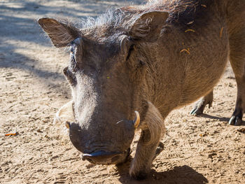 Close-up of kneeling warthog in botswana, africa