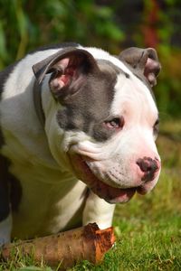 Close-up of a dog looking away