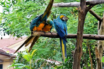 View of a bird perching on tree