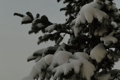 Low angle view of tree