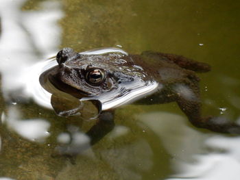 Close-up of a frog in water