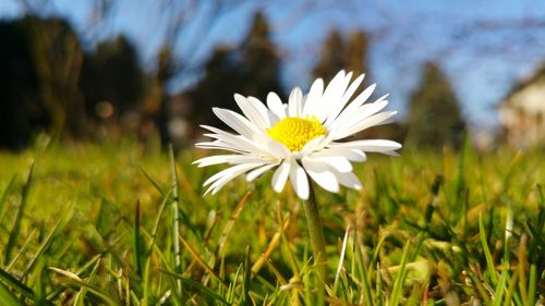 Close-up of white daisy flowers