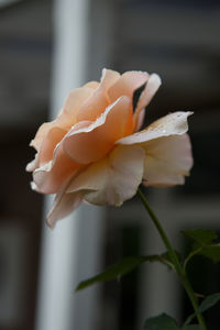 Close-up of wet rose