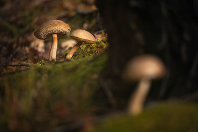 Close-up of mushroom growing on field