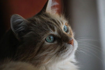 Close-up of cat looking away