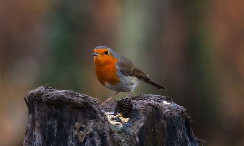 Close-up of bird perching on wooden post