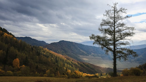 Scenic view of tree mountains against sky