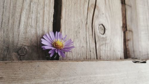 Close-up of purple flower on wooden plank