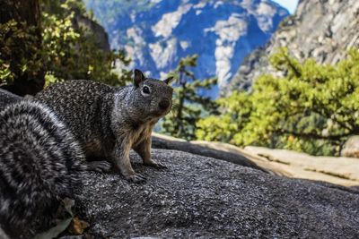 Close-up of a squirrel on rock
