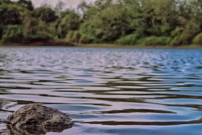 Close-up of tree by lake against sky