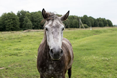 Horse on field