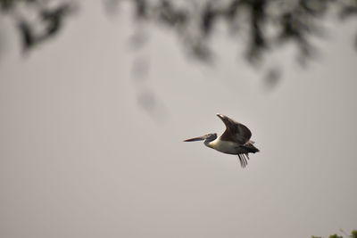 Low angle view of seagull flying