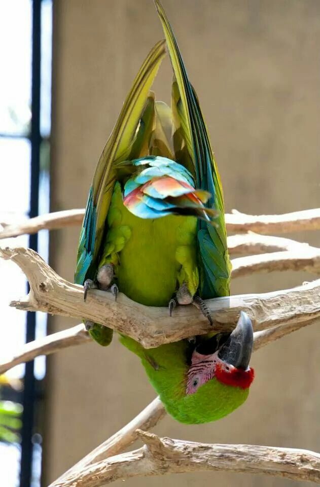 CLOSE-UP OF BIRD PERCHING ON RAILING